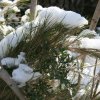 02/2012 sous la neige...